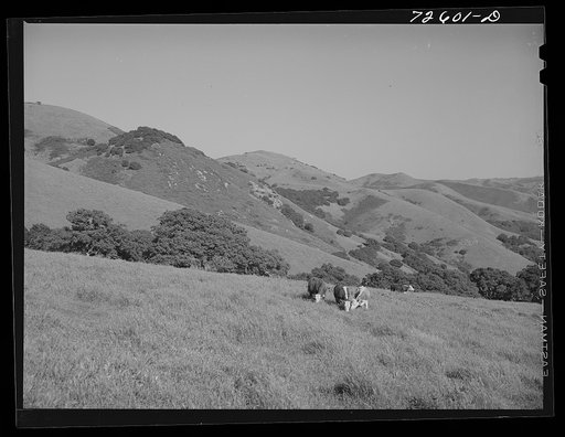 San Benito County, California. Cattle grazing in the hills