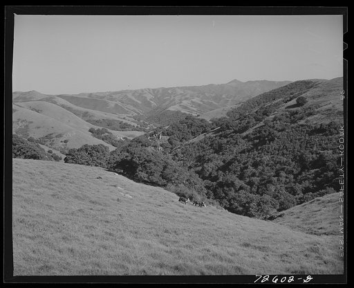 Untitled photo, possibly related to: San Benito County, California. Cattle grazing in the low hills