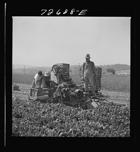 Japanese-Americans operating a spinach harvester while they wait for final evacuation orders. San Benito County, California