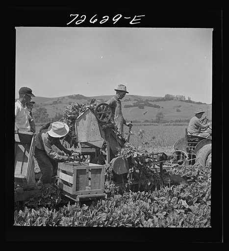 San Benito County, California. Japanese-Americans operating spinach harvester while they await final evacuation orders