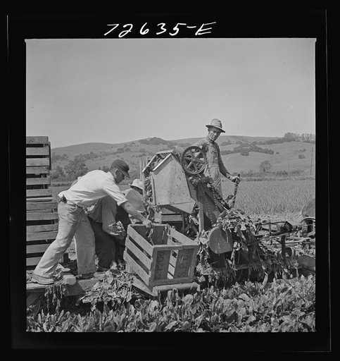 San Benito County, California. Japanese-Americans operating spinach harvester as they await final evacuation orders