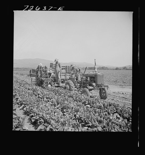 San Benito County, California. Japanese-Americans operating spinach harvester while they wait for final evacuation orders