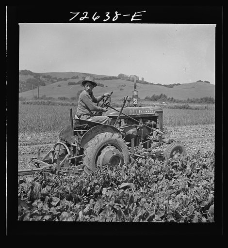 San Benito County, California. Japanese-Americans operating spinach harvester while they wait for final evacuation orders