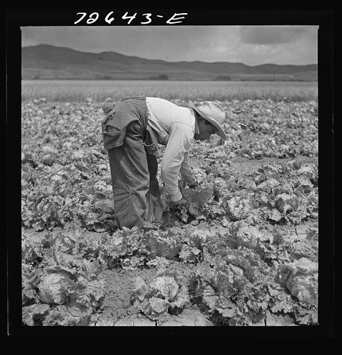 San Benito County, California. Japanese-American harvesting lettuce while he waits for evacuation orders