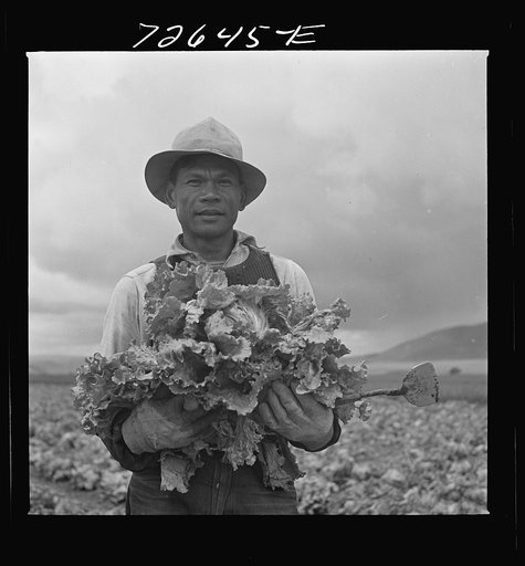 San Benito County, California. Japanese-American who is working in lettuce fields, while he waits for evacuation orders