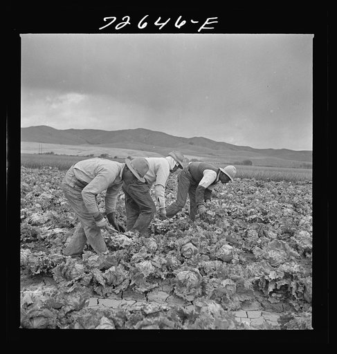 San Benito County, California. Japanese-Americans harvesting lettuce while they wait for final evacuation orders