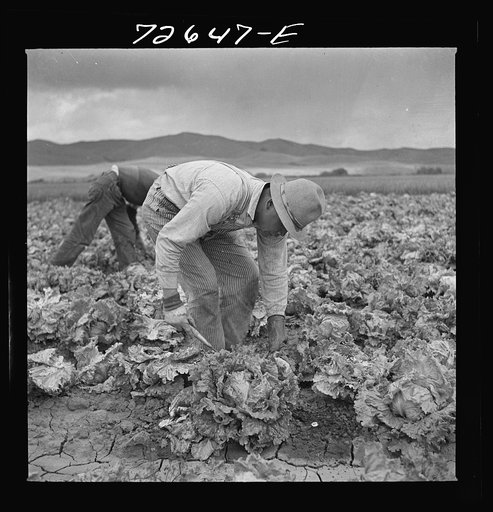 San Benito County, California. Japanese-Americans harvesting lettuce while they wait for final evacuation orders