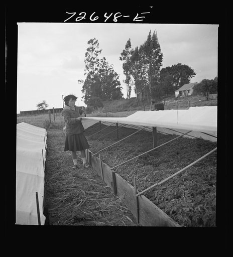 San Benito County, California. Japanese-American woman in tomato nursery which she owns and operates. She is waiting for evacuation orders