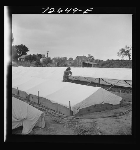 San Benito County, California. Japanese-American woman in tomato nursery which she owns and operates. She is waiting for evacuation orders