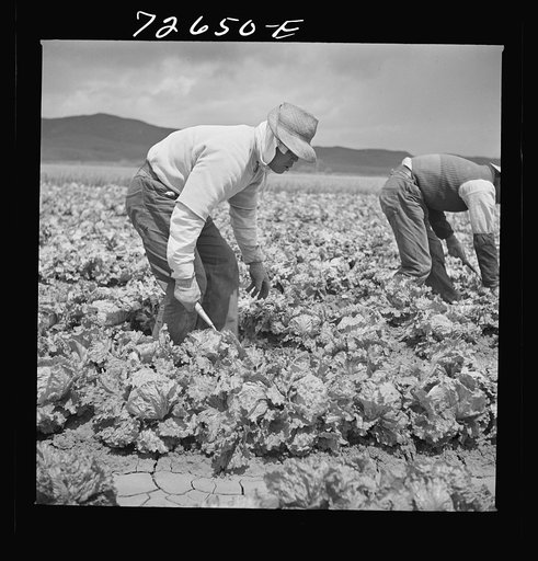 Untitled photo, possibly related to: San Benito County, California. Japanese-Americans harvesting lettuce while they wait for final evacuation orders