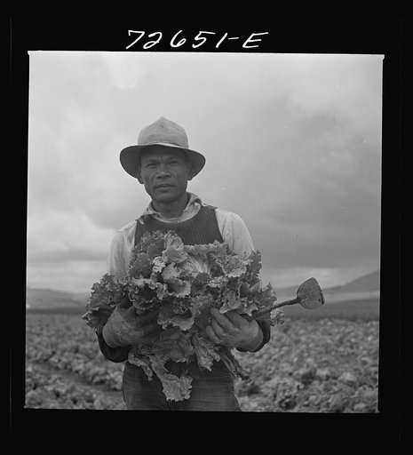 Untitled photo, possibly related to: San Benito County, California. Japanese-American who is working in lettuce fields, while he waits for evacuation orders