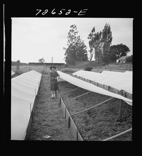 Untitled photo, possibly related to: San Benito County, California. Japanese-American woman in tomato nursery which she owns and operates. She is waiting for evacuation orders