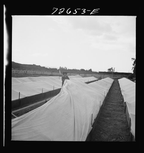 San Benito County, California. Japanese-American woman who owns and operates tomato plant nursery. She is expecting final evacuation orders