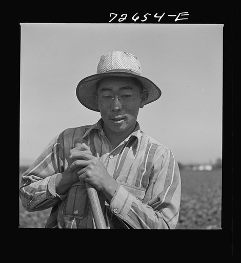 San Benito County, California. Japanese-American working in field as he waits for final evacuation orders