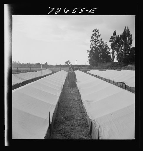 Untitled photo, possibly related to: San Benito County, California. Japanese-American woman in tomato nursery which she owns and operates. She is waiting for evacuation orders