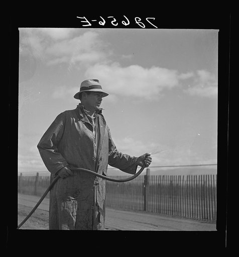 Salinas, California. Irrigator at guayule nursery