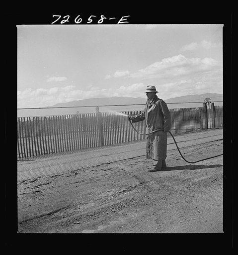 Salinas, California. Irrigator at guayule nursery