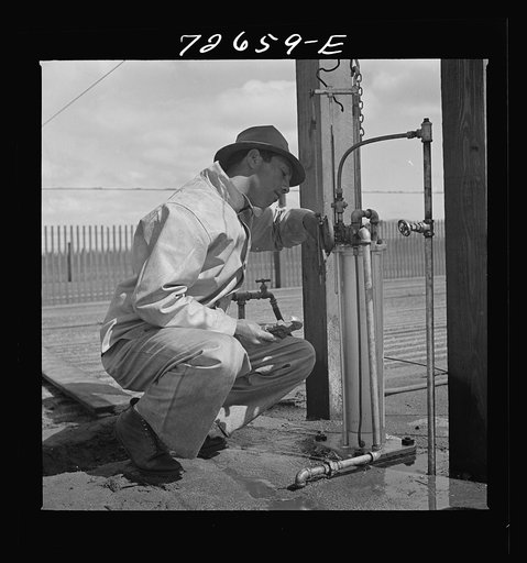 Salinas, California. Irrigator at guayule nursery