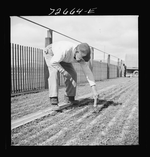 Salinas, California. Weeding guayule seedbeds in nursery