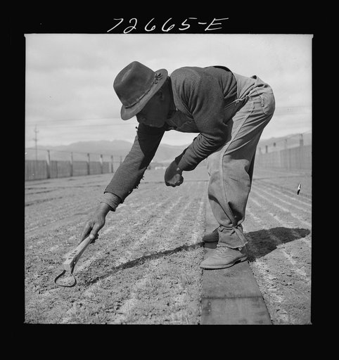 Salinas, California. Weeding guayule seedbeds in nursery