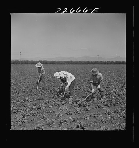 San Benito, California. Japanese-Americans work in field while they wait for final evacuation orders