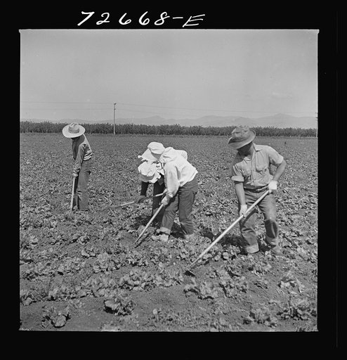 Untitled photo, possibly related to: San Benito, California. Japanese-Americans work in field while they wait for final evacuation orders