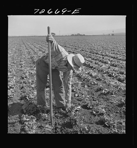 San Benito, California. Japanese-Americans work in field while they wait for final evacuation orders
