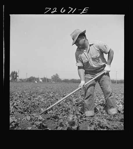 San Benito County, California. Japanese-American who is working in field while awaiting final evacuation orders