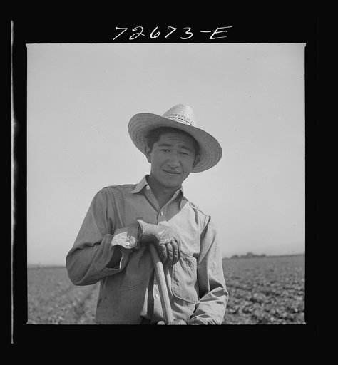 Untitled photo, possibly related to: San Benito County, California. Japanese-American who is working in field while awaiting final evacuation orders