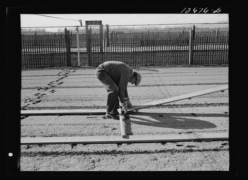 Salinas, California. Workman putting down duckboards in guayule nursery