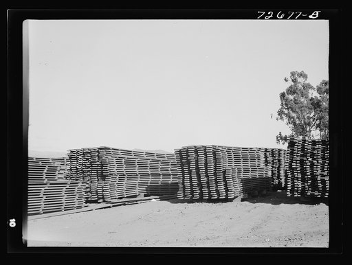 Salinas, California. Stacks of duckboards for the guayule nursery