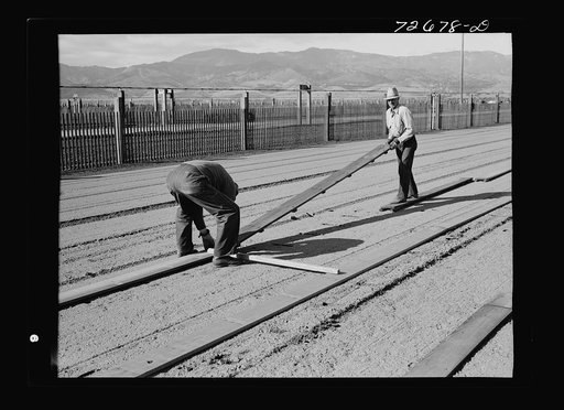 Salinas, California. Workman putting down duckboards in guayule nursery
