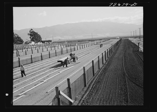 Untitled photo, possibly related to: Salinas, California. Workmen put down duckboard in guayule nursery
