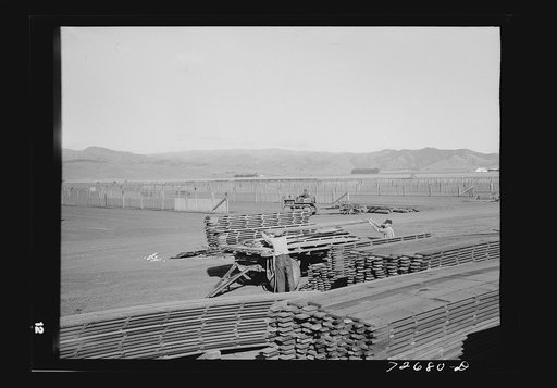 Salinas, California. Duckboards for the guayule nursery