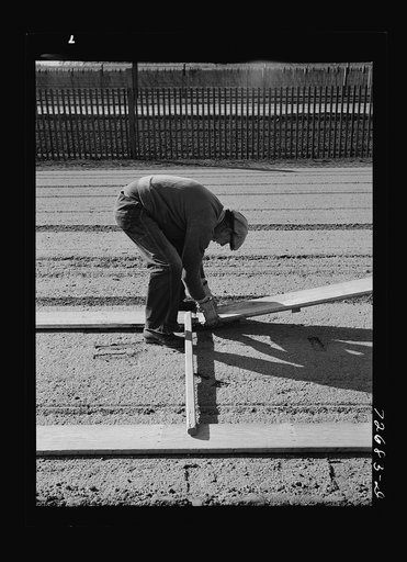 Salinas, California. Workman putting down duckboards in guayule nursery