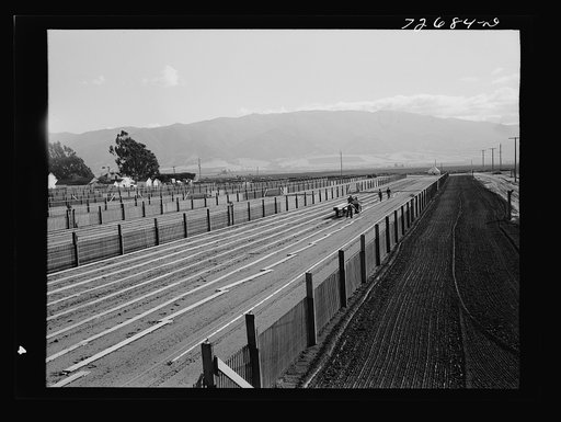 Salinas, California. Workmen putting down duckboards in guayule nursery
