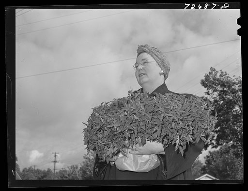 Turlock, California. Housewife who is president of PTA (Parent Teacher Association) with armload of tomato plants which will be planted in school garden. The tomatoes will be used for school lunches, and the surplus canned