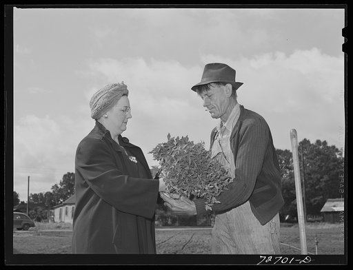 Untitled photo, possibly related to: Turlock, California. Housewife, who is president of the PTA (Parent-Teacher Association), hands tomato plants to workman for planting in school garden. The tomatoes will be used for school lunches and the surplus canned. The hot lunch program in the school sponso