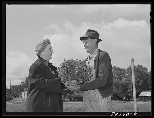 Turlock, California. Housewife, who is president of the PTA (Parent-Teacher Association), hands tomato plants to workman for planting in school garden. The tomatoes will be used for school lunches and the surplus canned. The hot lunch program in the school sponsored by the PTA; will continue it alon