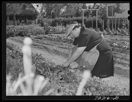 Untitled photo, possibly related to: Turlock, California. Housewife works in her vegetable garden. She lives in small town where there is ample space for gardens; says she would move to country if she couldn't have a garden in town