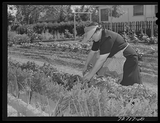 Turlock, California. Housewife works in her vegetable garden. She lives in small town where there is ample space for gardens; says she would move to country if she couldn't have a garden in town