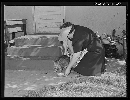 Turlock, California. Housewife feeds her pet cat