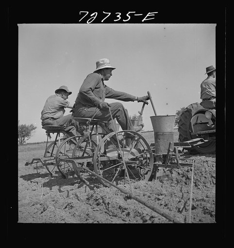 Merced County, California. Planting peanuts. These are the first peanuts to be planted in California