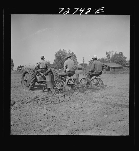 Merced County, California. Planting peanuts