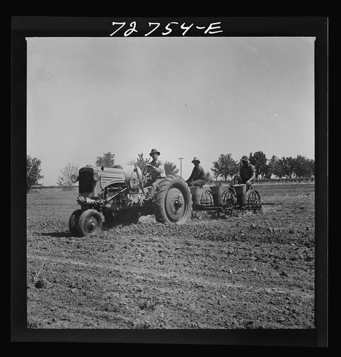 Merced County, California. Planting peanuts