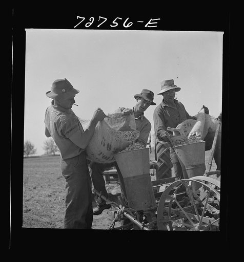 Merced County, California. Emptying peanuts into planter