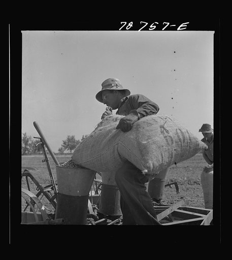 Untitled photo, possibly related to: Merced County, California. Sacks of peanuts on planter