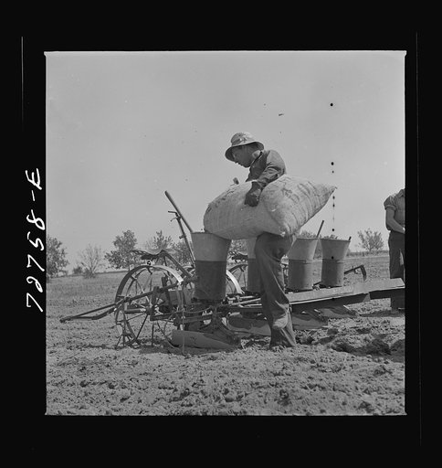 Merced County, California. Sacks of peanuts on planter