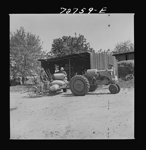 Merced County, California. Sacks of peanuts on planter