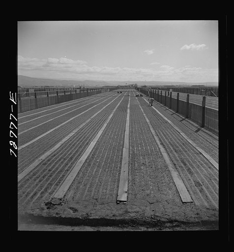 Untitled photo, possibly related to: Salinas, California. Guayule nursery. The U.S. Forest Service used snow fencing for windbreaks in this nursery